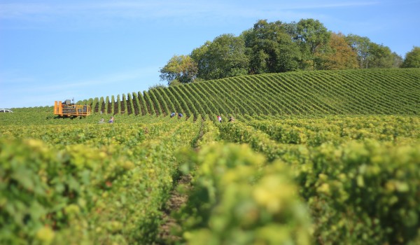 Our growing taste for organic life